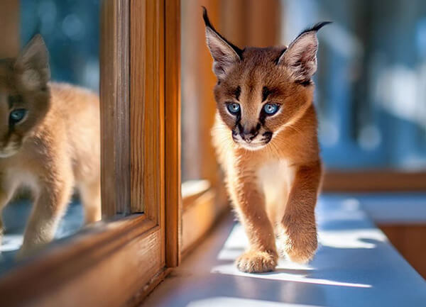 This is a baby caracal.  Cute cats and dogs, Baby caracal, Funny animals