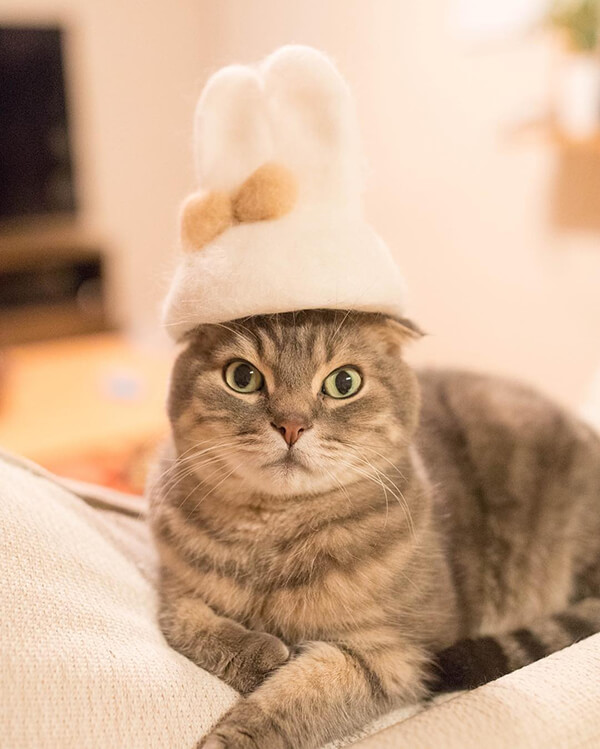 Cat Hair Made Out of Their Own Hair - Design Swan