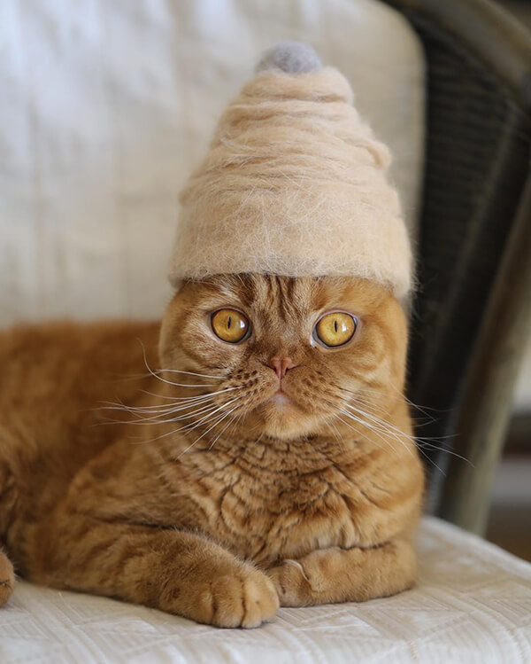 Cat Hair Made Out of Their Own Hair