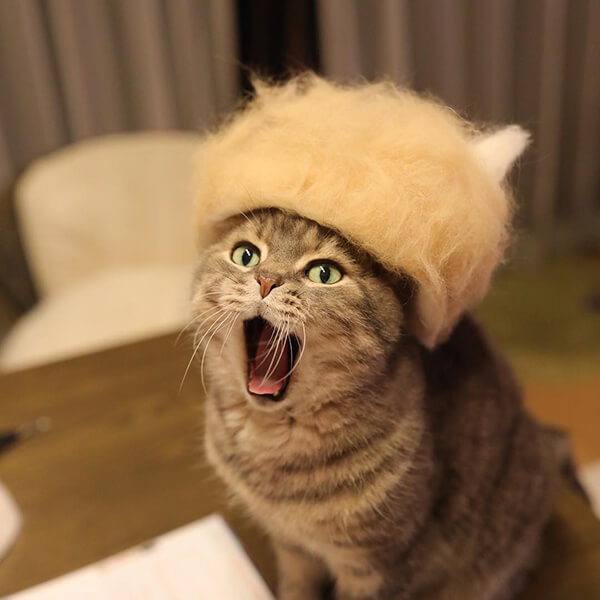 Cats In Hats Made From Their Own Hair