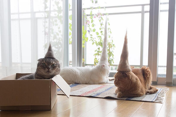 Cat Hair Made Out of Their Own Hair