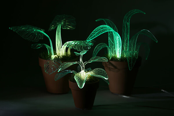 Lamp Plants: Evergreen Plants Will Glow In the Dark