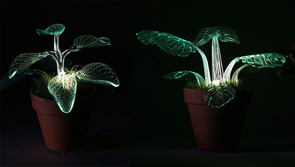 Lamp Plants: Evergreen Plants Will Glow In the Dark