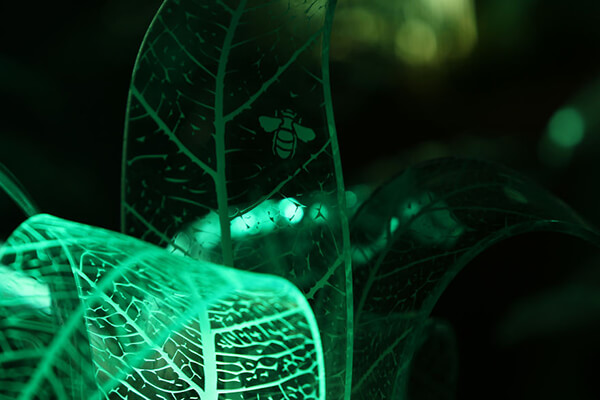 Lamp Plants: Evergreen Plants Will Glow In the Dark