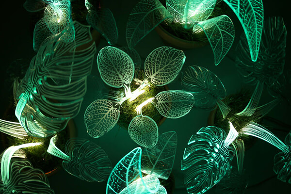 Lamp Plants: Evergreen Plants Will Glow In the Dark