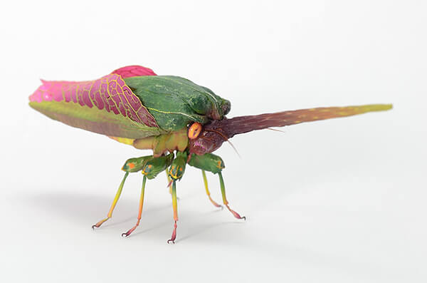 Imaginative Insects from Another World by Hiroshi Shinno