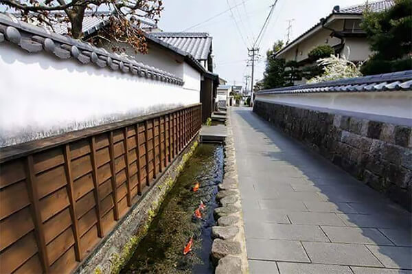 Koi Fish in Drainage Canal in Japan