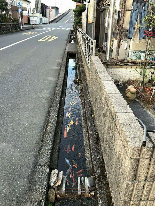 Koi Fish in Drainage Canal in Japan