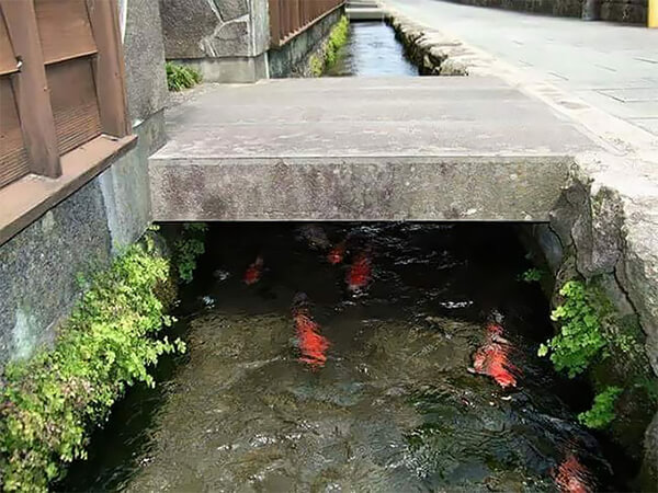 Koi Fish in Drainage Canal in Japan - Design Swan