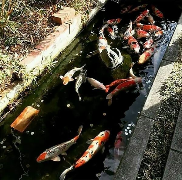 Koi Fish in Drainage Canal in Japan