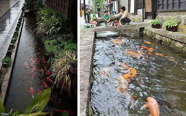 Koi Fish in Drainage Canal in Japan