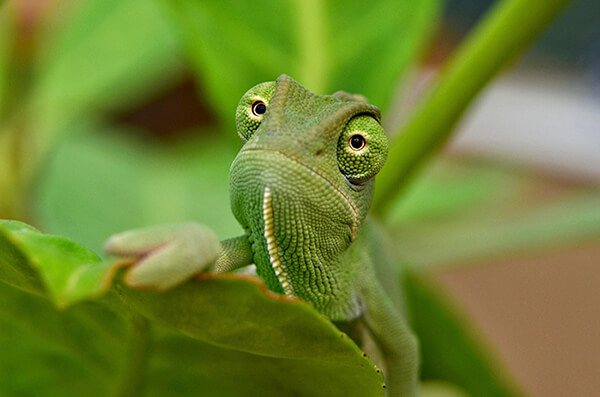 Cute Baby Chameleons with Humanized Facial Expression