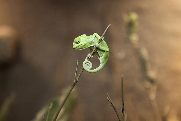 Cute Baby Chameleons with Humanized Facial Expression