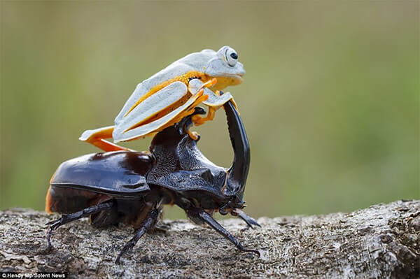 Unusual Photos of Frog Riding a Beetle