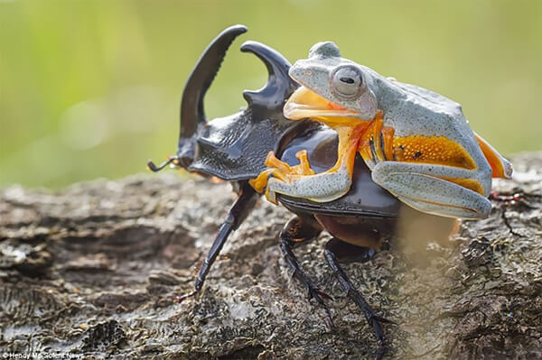 Unusual Photos of Frog Riding a Beetle