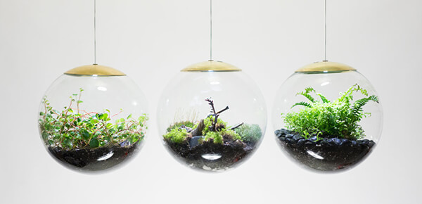 The Terrarium Lamp: a Unique Viewing Perspective of Plants