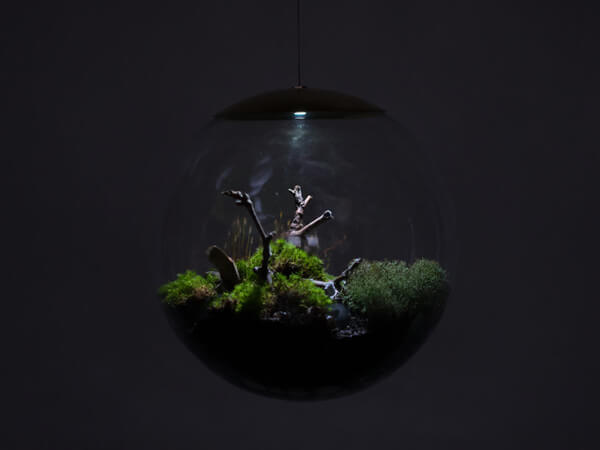 The Terrarium Lamp: a Unique Viewing Perspective of Plants