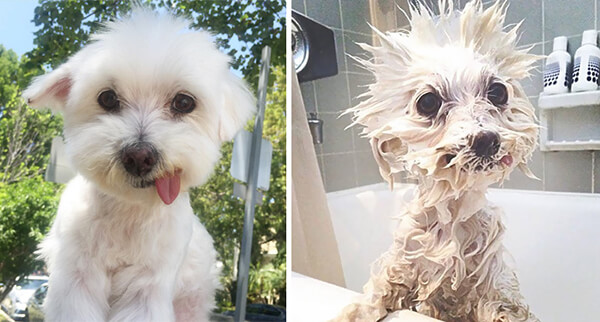 Funny Before and After Bath Dog Photos