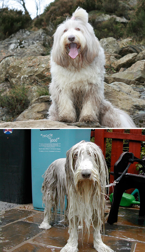 Funny Before and After Bath Dog Photos