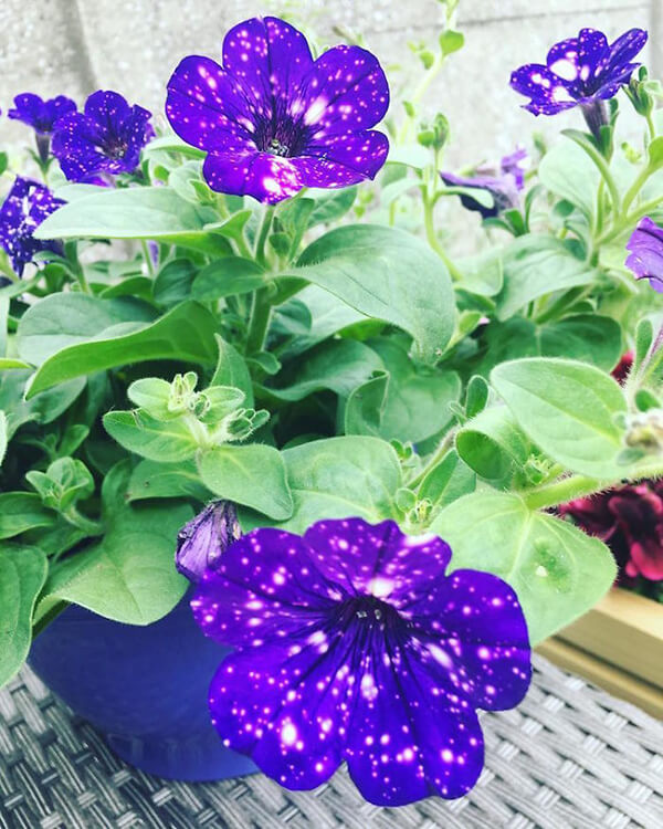 Night Sky Petunia: The Purple Flower Allows You Gaze At Galaxies from Your Hand