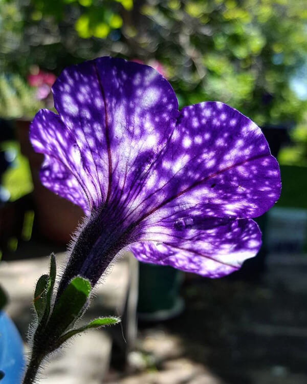 Night Sky Petunia: The Purple Flower Allows You Gaze At Galaxies from Your Hand