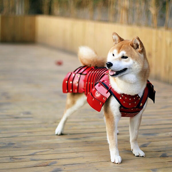 Special Japanese Samurai Armour for Your Pets