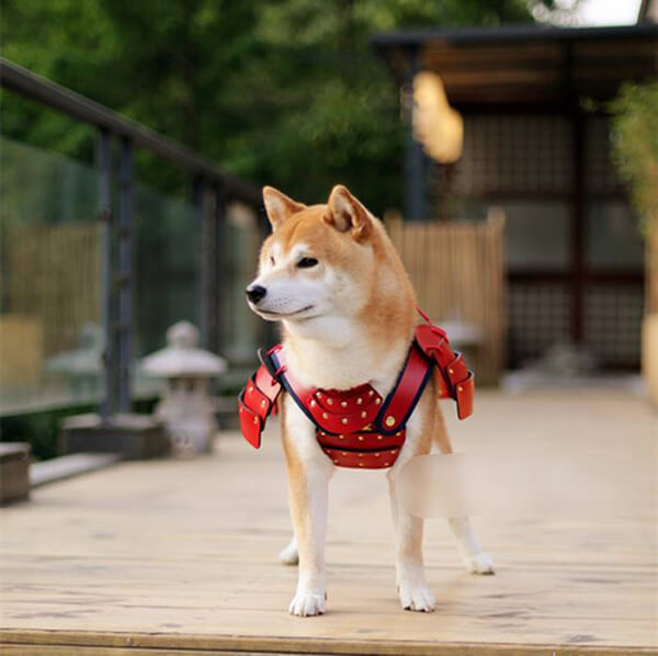 Special Japanese Samurai Armour for Your Pets