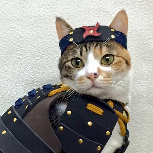 Special Japanese Samurai Armour for Your Pets