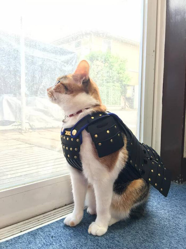 Special Japanese Samurai Armour for Your Pets