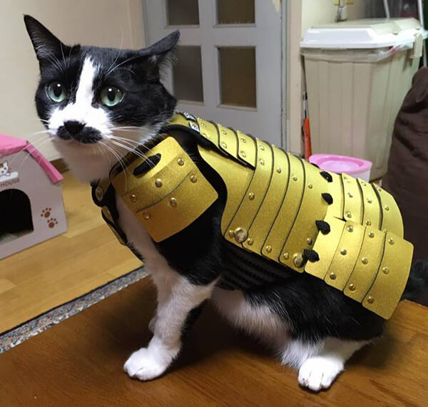 Special Japanese Samurai Armour for Your Pets