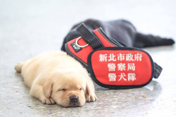 Adorable Puppies Join Taiwan's National Police Agency 