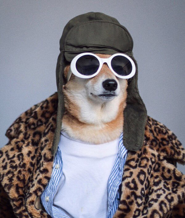 Most Well-dressed Dog from Menswear Dog