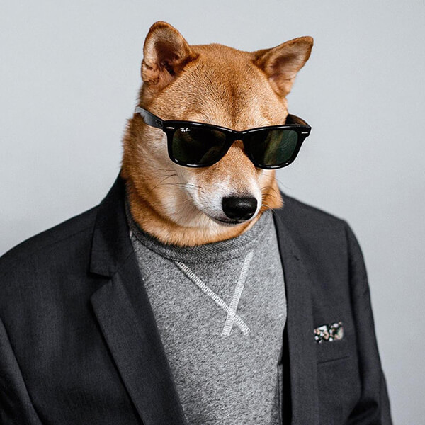 well dressed dog