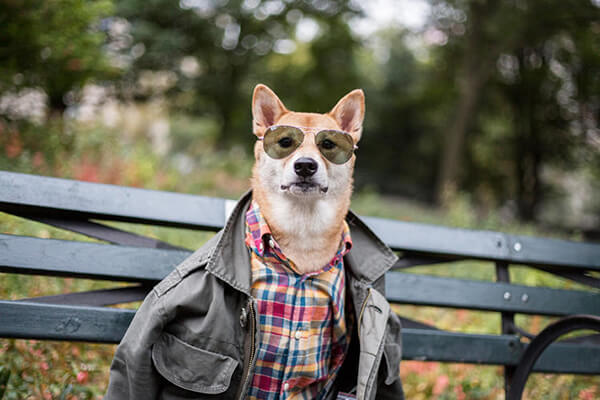 Most Well-dressed Dog from Menswear Dog