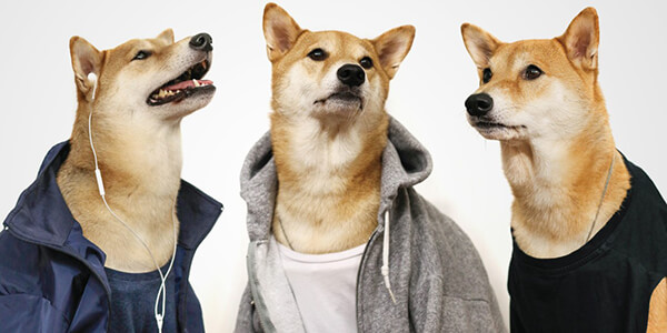 Most Well-dressed Dog from Menswear Dog