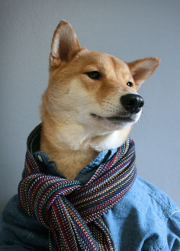 Most Well-dressed Dog from Menswear Dog