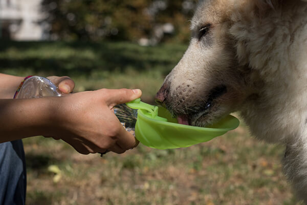 Leaf: Innovative Pet Water Dispenser