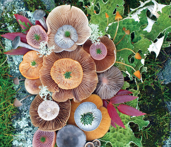 Nature Medleys: Vibrant Mushroom Arrangements Photographed by Jill Bliss