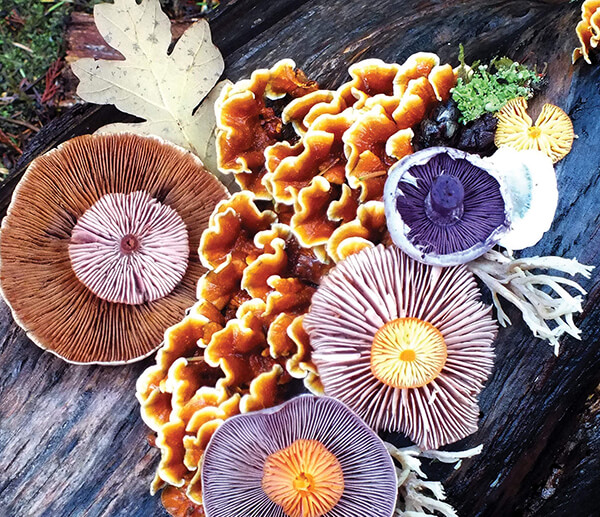 Nature Medleys: Vibrant Mushroom Arrangements Photographed by Jill Bliss