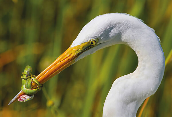 Best Bird Photos Of 2017 by photocrowd