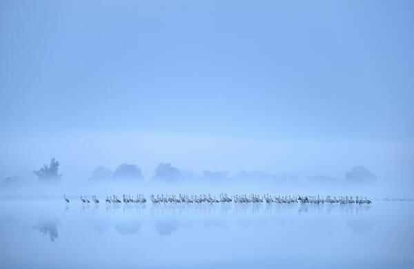 Best Bird Photos Of 2017 by photocrowd