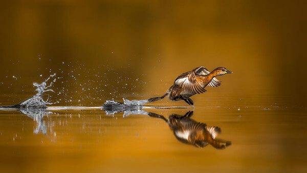 Best Bird Photos Of 2017 by photocrowd