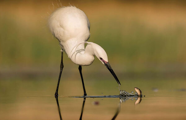 Best Bird Photos Of 2017 by photocrowd