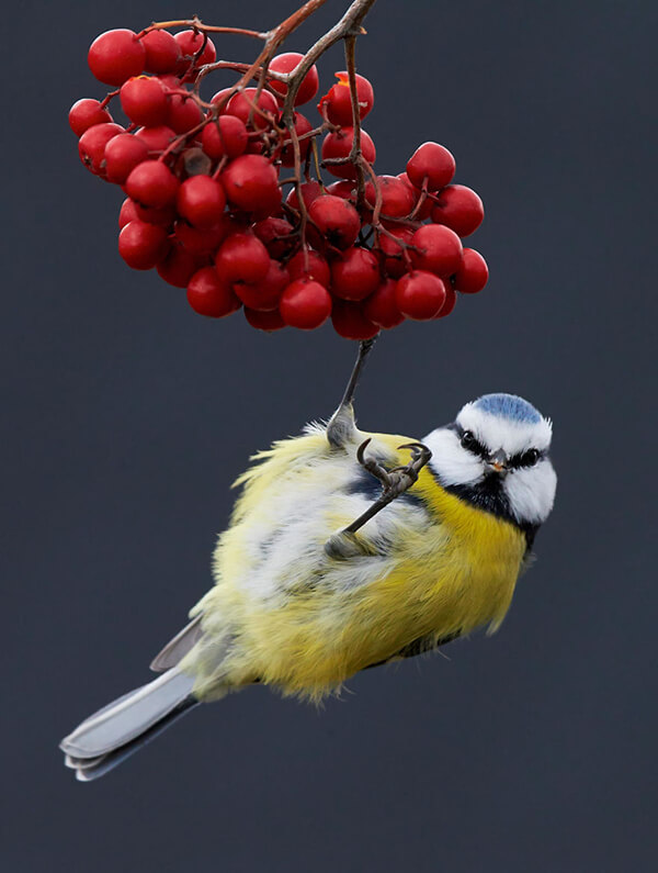 Best Bird Photos Of 2017 by photocrowd