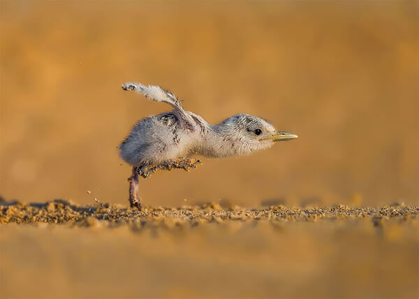 Best Bird Photos Of 2017 by photocrowd