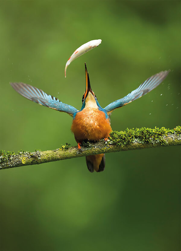 Best Bird Photos Of 2017 by photocrowd