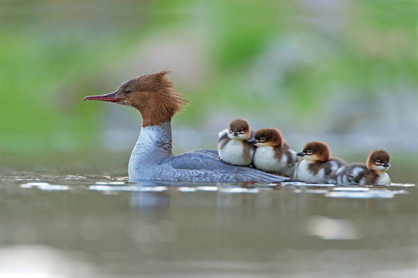 Best Bird Photos Of 2017 by photocrowd