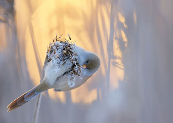 Best Bird Photos Of 2017 by photocrowd