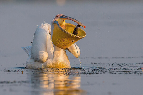 Best Bird Photos Of 2017 by photocrowd