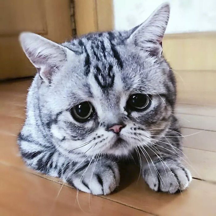 The Saddest Cat In The World? 